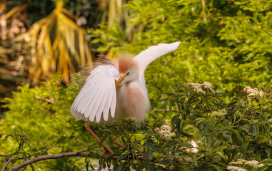 Cattle Egret Breeding Plumage