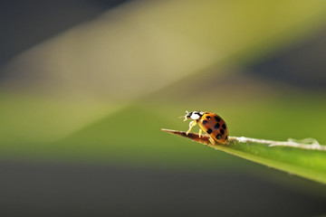 Ladybug on blade of grass