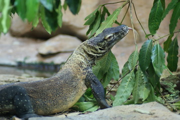Lizard