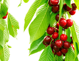 Sweet cherry red berries on a tree branch close up.