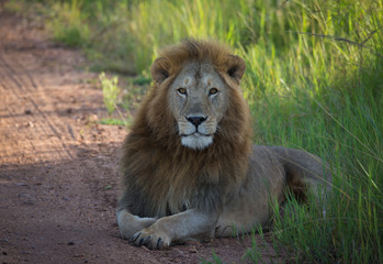 King lion on african savannah