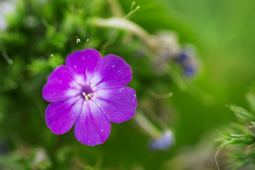 Natural summer blurred background with lilac flowers, toned imag