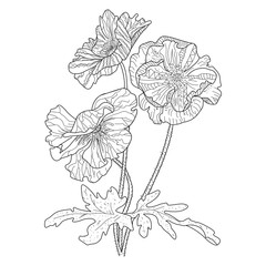 Poppy flower coloring book for adults vector