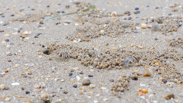 Group of Ghost crabs digging sand balls around burrow at tropical beach of Thailand.