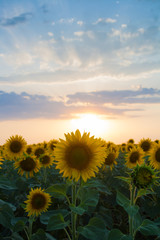Sunflowers on the sunset