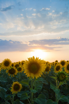 Sunflowers on the sunset © realist2000