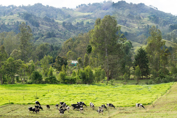 Rural picturesque landscape with grazing cows in Latin America