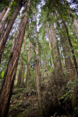 Redwoods