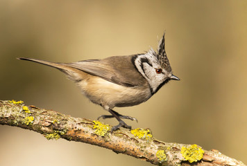 Crested Tit (Lophophanes cristatus)