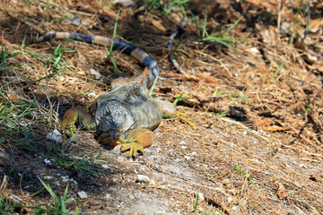 Mature and healthy iguana in Florida.