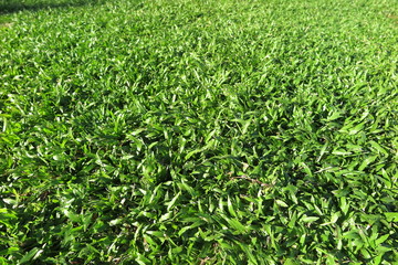 Freshly mown lawn grass in the Vietnam central street