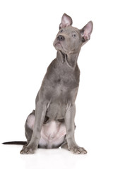 thai ridgeback puppy sitting on white