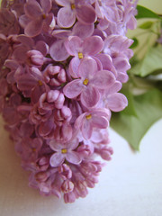 lilac spring flowers