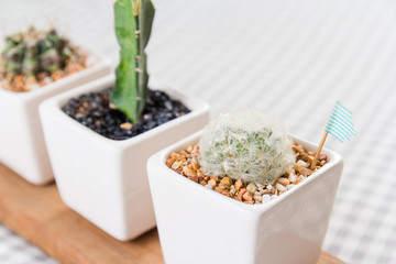 Beautiful Cactus in a cup