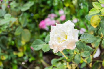 white rose and green leaf