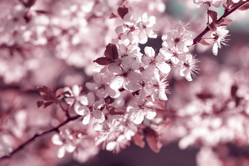 Spring cherry blossoms Sakura