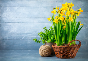 Bunch yellow narcissus in wattled basket