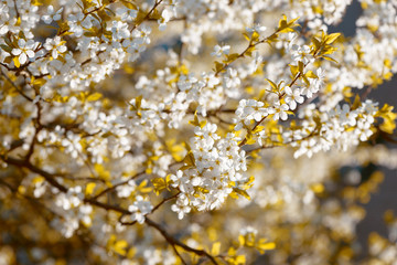 Fototapeta premium Spring cherry blossoms Sakura
