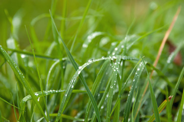 Morgentau, Tau, Gras, Wiese