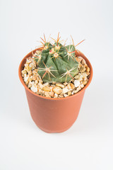 Cactus On White Background