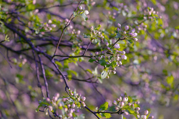 Beautiful flowering apple tree background with blooming flowers in spring day