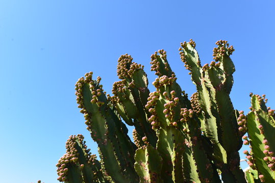 Kaktusknospen Marrakesch Marokko