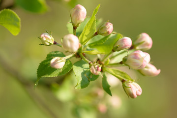 Beautiful flowering apple tree background with blooming flowers in spring day