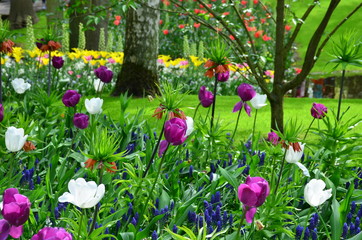 Violet tulips in Keukenhof spring garden, Netherlands