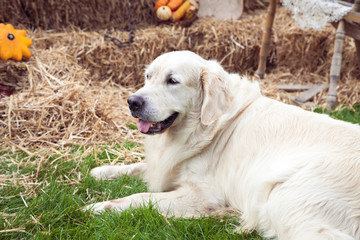 White dog resting on hay