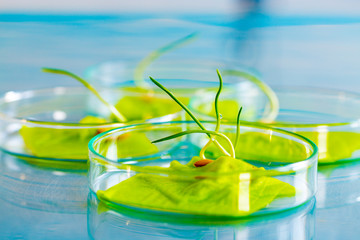 Plant leaf in Petri dish