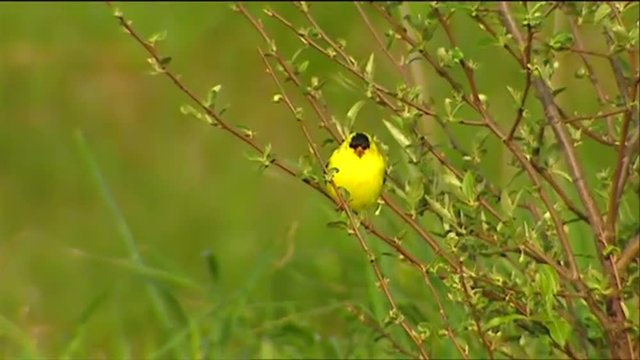 An oriole perches in the field.
