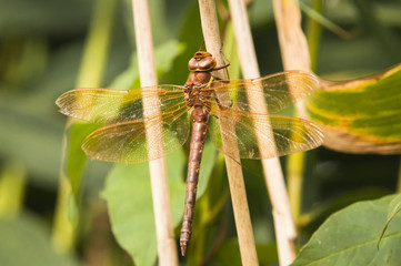 A female Brown Hawker,Aeshna grandis, Dragonfly resting on vegetation