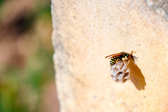 Wasp Queen builds a nest to start a new colony