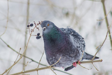 Pigeons sitting on the branch