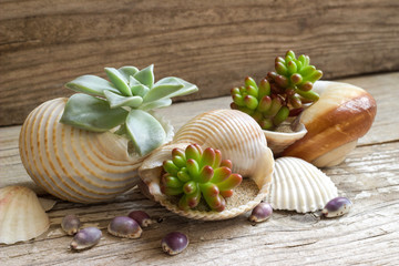 Cactus plants planted in seashells.