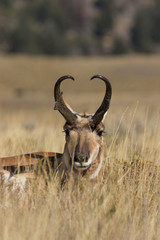 Fototapeta premium Pronghorn Buck Bedded