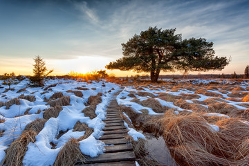 Moor-Kiefer im hohen Venn