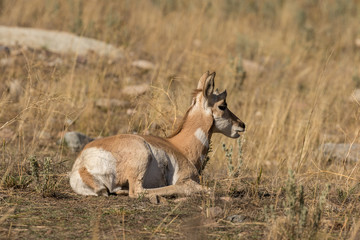 Pronghorn Antelope Fawn Bedded