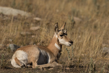 Pronghorn Antelope Fawn Bedded