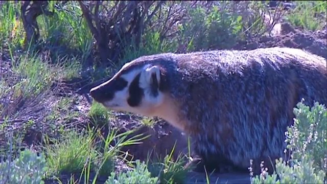 A badger walks in the grass.