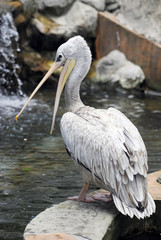Grey pelican (Pelecanus philippensis) in Malaysia.