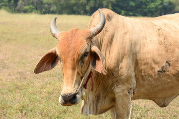 Obraz premium Cow in the meadow