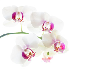 Naklejka na ściany i meble Orchideenblüten 