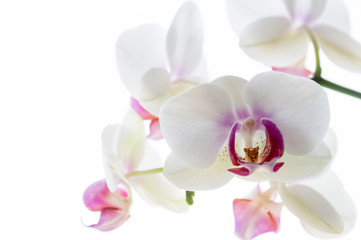 Fototapeta na wymiar Weiße Orchideenblüten 