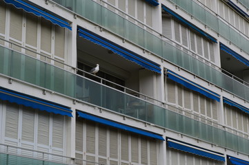 Mouette et balcons