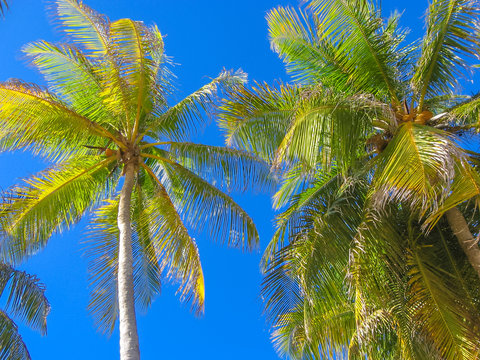 Coconut palm trees in the blue sky in summer. Tropical island of Guadeloupe, Antilles, Caribbean.