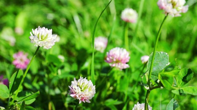 Dewy White And Red Clover Plants