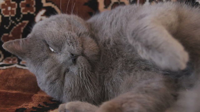 Play with lazy British Shorthair cat 