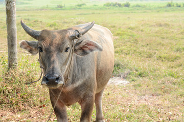 Buffalo on the grass