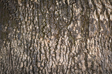Naklejka premium Background of tree bark